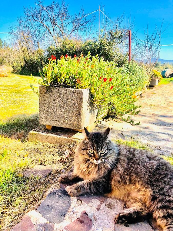איגלסיאס Agriturismo Il Paradiso מראה חיצוני תמונה